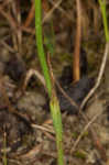 Great Plains lady's tresses